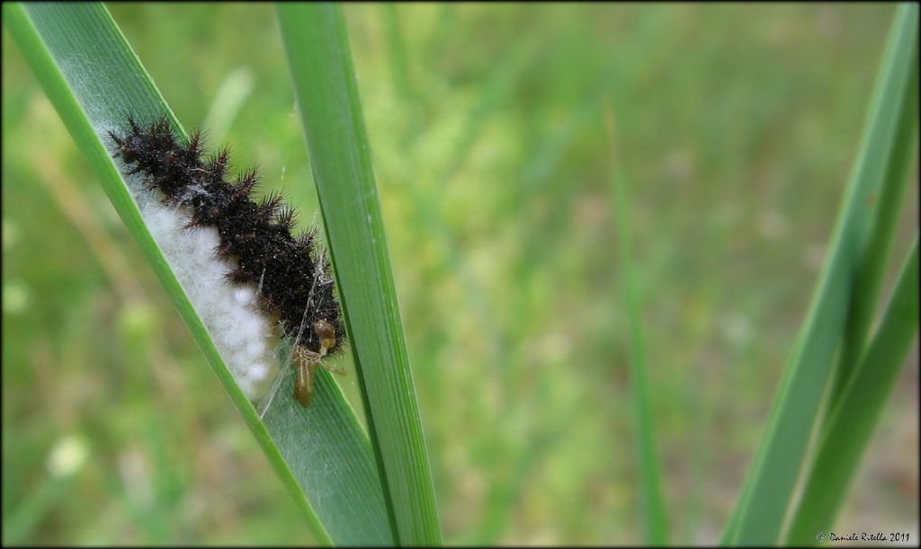 Cos''? Larva di Nymphalidae parassitata